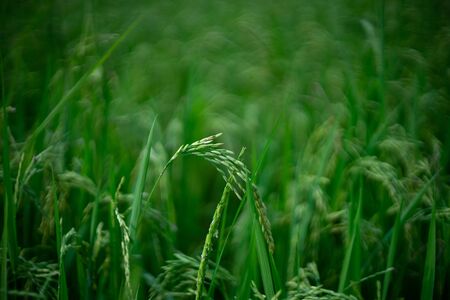 Paddy rice in the rice field meadow