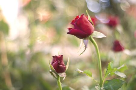Red rose over green background の写真素材