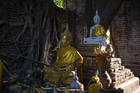 Public Ancient golden buddha statue in church, ancient temple is Wat Pa kathum Bot kao 200 years , outside is covered with root of banyan treeの写真素材
