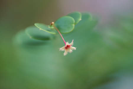 Beautiful Phyllanthus pulcher flower blossom in garden as flora backgroundの写真素材