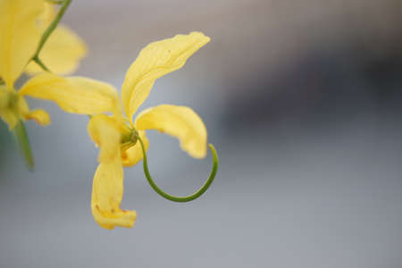 Beautiful Yellow flower or Cassia fistulosa L. in natureの写真素材