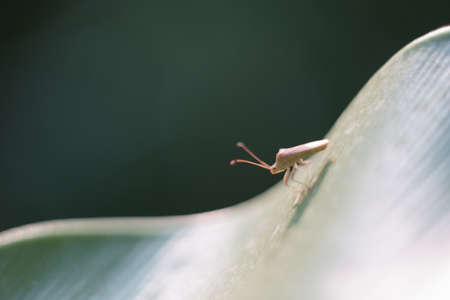 Leptocorisa arthropoda insect perching over green leafの写真素材