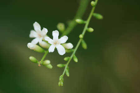 Beautiful white flower and good smell ,Citharexylum spinosum or Florida fiddlewood in nature backgroundの写真素材