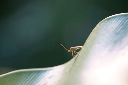 Leptocorisa arthropoda insect perching over green leafの写真素材