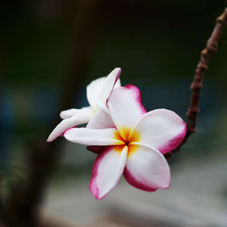 Yellow Elder or trumpet flower in nature over green backgroundの写真素材