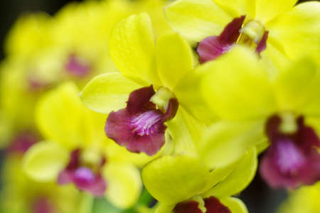 Yellow orchid in nature as backgroundの写真素材