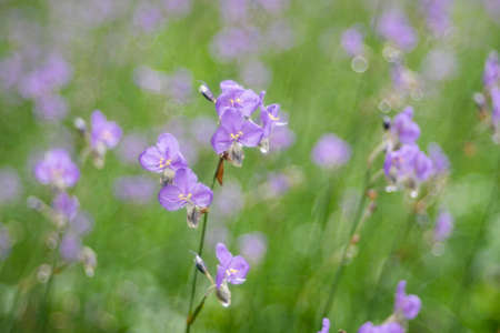 Murdannia giganteum flowers blossom is nature background