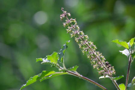 Sweet basil, flowers and green leaves, Thai herb in nature.