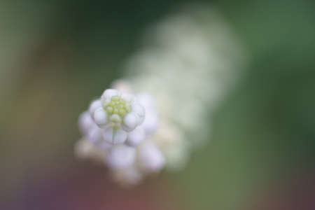 Water spinach flower near blooming in morning timeの写真素材