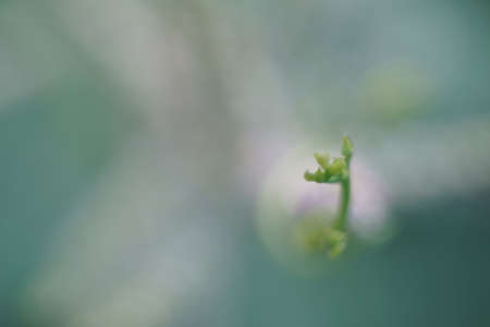 Water spinach flower near blooming in morning timeの写真素材