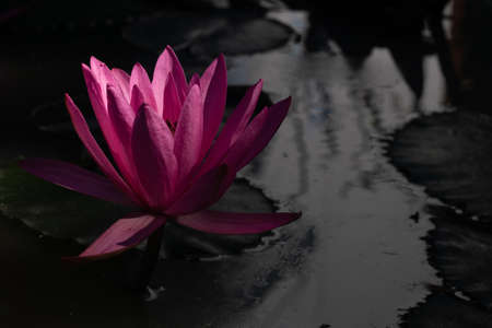 waterlily lotus blossom in the pondの写真素材