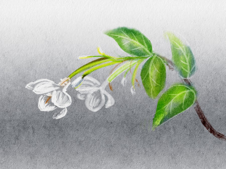 Chalk paint art , Wrightia religiosa Benth flowers in nature ,Beautiful White flower chalk paint art on paper.の写真素材