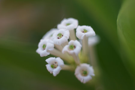 Cestrum diurnum , White flowers and good smell in nature.