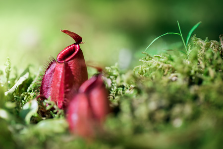 Nepenthes - pitcher plantsの写真素材