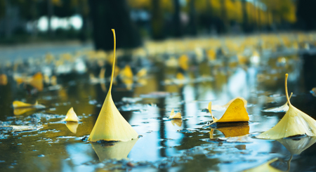 Yellow Ginkgo Biloba Leaves In Autumn - with reflectionの写真素材