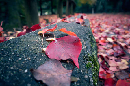 Birch leaves - Close up red Autumn leavesの写真素材