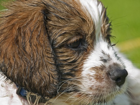 Wet head of a Kooikerhondje puppydog 8 weeks oldの写真素材