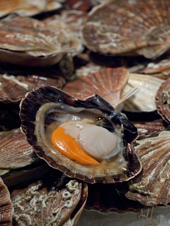 Scallops on a market in Venice, Italyの写真素材