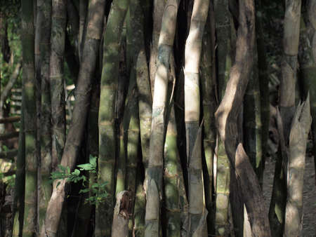 Bambooの写真素材