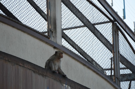 Macaqueの写真素材