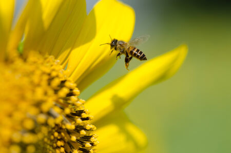 Pollinating bee