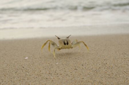 small crab on sea beach