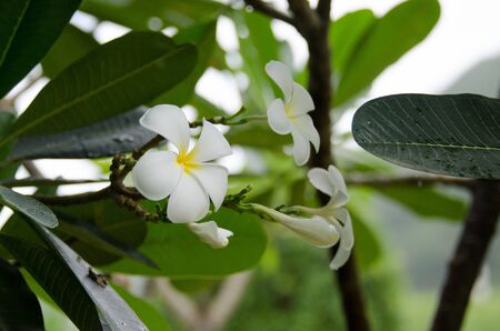 White Plumeriaの写真素材
