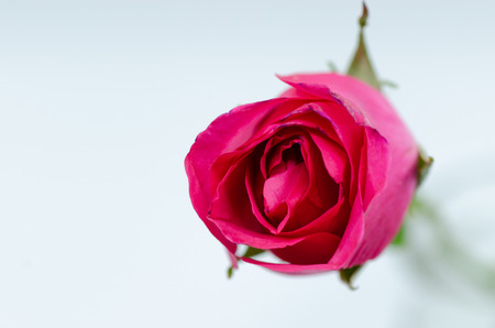 Pink Rose  Close up on whitee wallpaperの写真素材