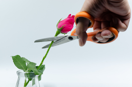 pink roses scissors cut mood sad, broken heart