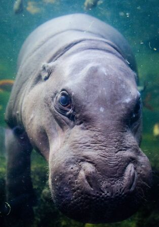 Hippopotamus in the zooの写真素材