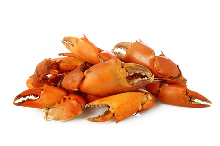 Boiled crab claw on white backgroundの写真素材
