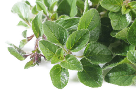 Oregano plant on white backgroundの写真素材
