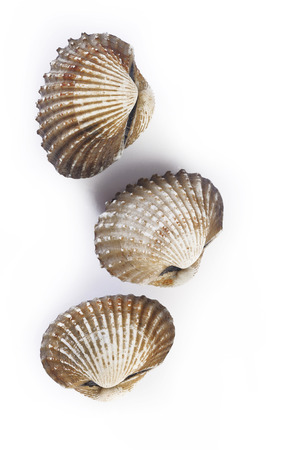 cockles isolated on white background