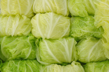 steamed chinese cabbageの写真素材