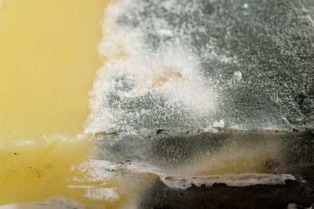 Rotten cheeseの写真素材