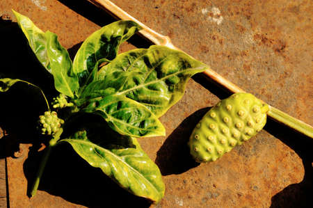 close up of fresh noni fruit
