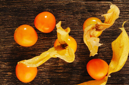 Physalisの写真素材