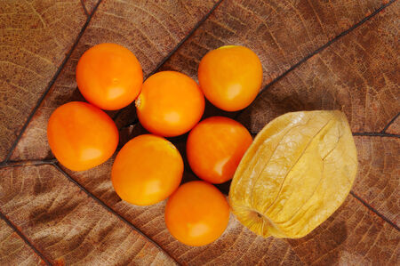 Physalis on a dry leafの写真素材