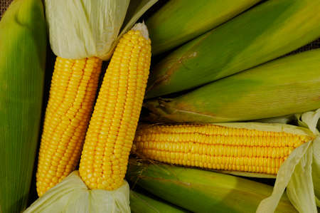yellow corn on sack background