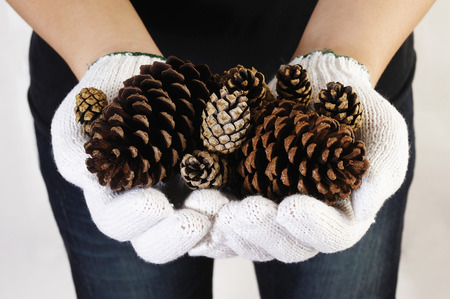 hand holding pine coneの写真素材