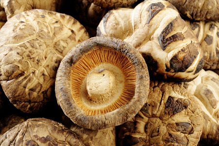dried shiitake mushroomsの写真素材