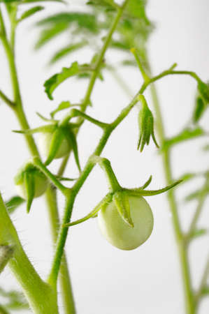 raw green tomato treeの写真素材