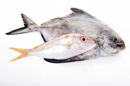 fish  on white background