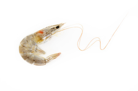 Raw Shrimp on white backgroundの写真素材