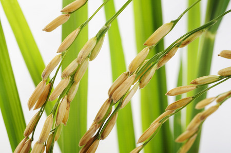 paddy rice