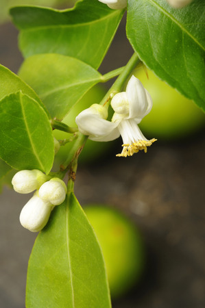 Lime with lime blossomの写真素材