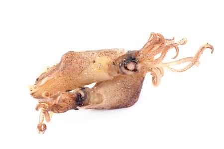Beka squid on white backgroundの写真素材