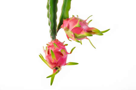Dragon fruit on white backgroundの写真素材