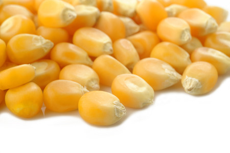 Corn seeds on white background