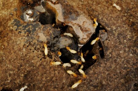 Termites in the frame
